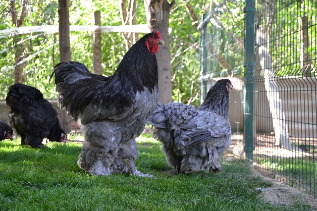 Kích thước gà trung bình là 18kg